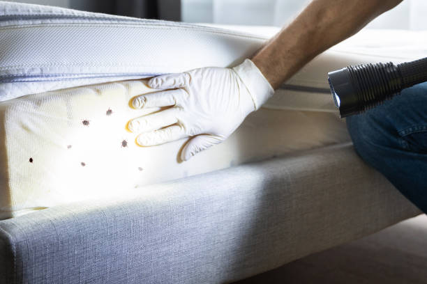 Best Termite Control Services  in Cutler, CA